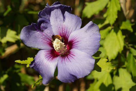 Blühen die denn auch dieses jahr. Blütezeit: wann blüht der Hibiskus? - Gartenlexikon.de