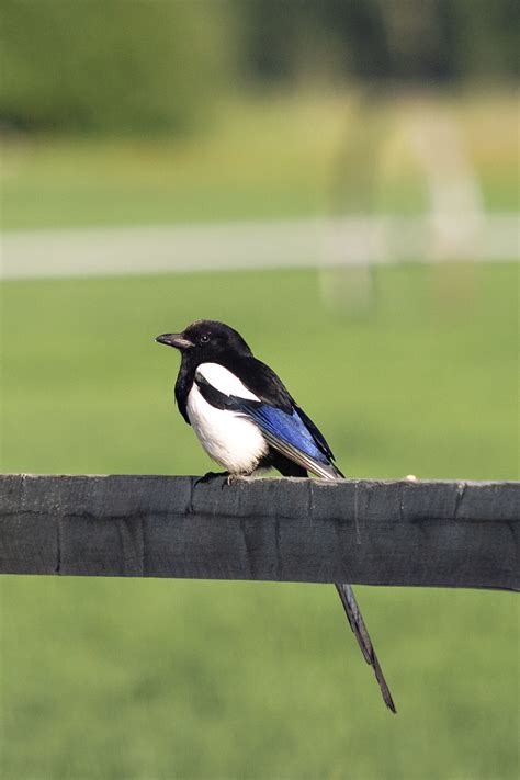 Black Billed Magpies Are Bitterroot Valleys Cleanup Specialists
