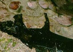 The california sea hare (aplysia californica) is a species of sea slug in the sea hare family, aplysiidae. Tidepool Creatures | Crystal Cove