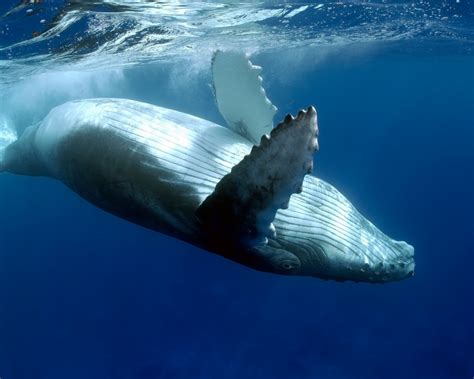 How Do Whales Sleep Explained