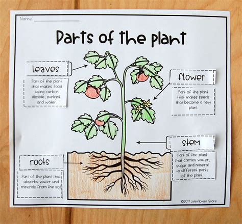 Parts Of The Plant Interactive Notebook Print And Digital Plants