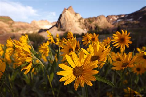 Sundial Flowers Wasatch Range Utah Mountain Photography By Jack Brauer