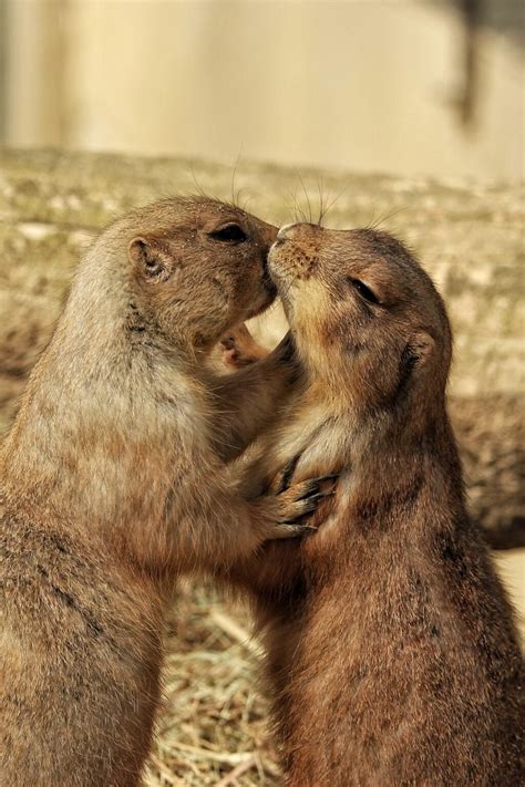25 Adorable Animal Kisses That Will Warm Your Heart Bouncy Mustard