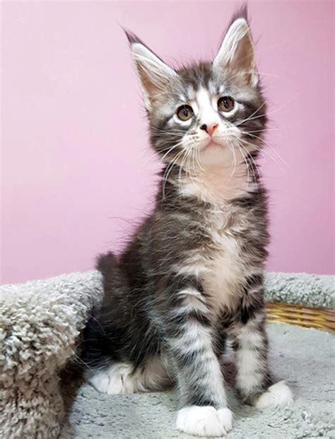 Bengal kittens, savannah kittens, serval kittens and cracal kittens in our large breeding program, all of our kittens are exposed to an appropriate amount of uv lighting. Maine Coon Cats For Sale | Chicago, IL #263045 | Petzlover