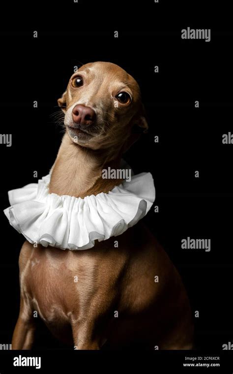 Little Italian Greyhound Dog In Studio Disguised On Dark Background
