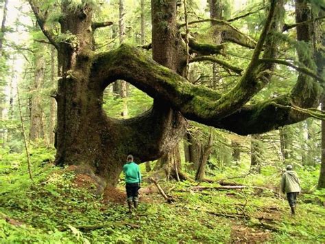 Alaskas Old Growth Trees Are One Of The Oldest Living