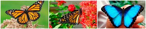 Consiste en ungir en óleo sagrado a los enfermos que se hallan en peligro. ᐈ Tatuajes de mariposas, ideas y significado - Camaleon Tattoo