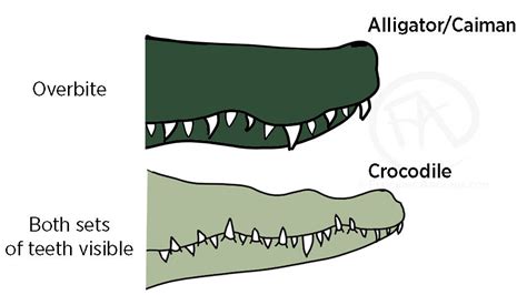 Alligator Or Crocodile