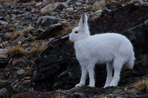 Wildlife In Greenland Oceanwide Expeditions