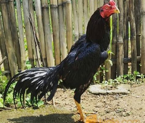 Ayam wido atau jalak adalah keturunan terakhir dari tahta/kelas kerajaan ayam, pemegang gelar prajurit perang. 10 Jenis Ayam Bangkok Yang Bagus untuk Dipelihara [No 7 ...