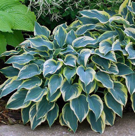 Hosta First Frost 1 Gallon Hosta X First Frost Live Etsy