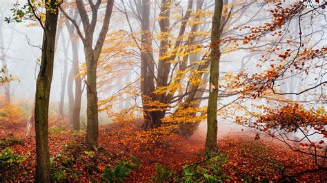 Trees Forest Vegetation Autumn Viewes Fog Beautiful Views