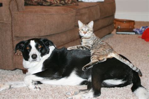 Weekly Pet Pic Two Cool Cats And One Nice Dog