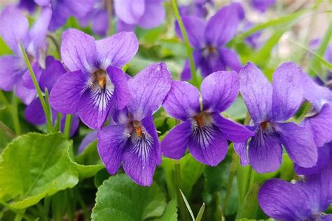 How To Grow Violets Violet Plant Flower Essences Sweet Violets