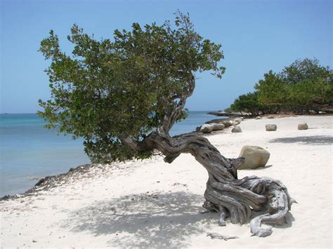 Windswept Tree Aruba Smithsonian Photo Contest Smithsonian Magazine