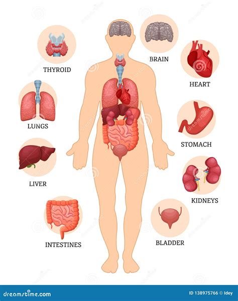 Esquema Visual De La Estructura Del Hombre Y De órganos Humanos