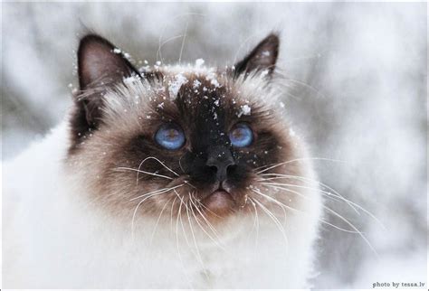 The 20 Cutest Pictures Of Birman Cats Stuffmakesmehappy