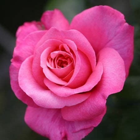 Rose 'Timeless Pink' - HT - Cowell's Garden Centre ...