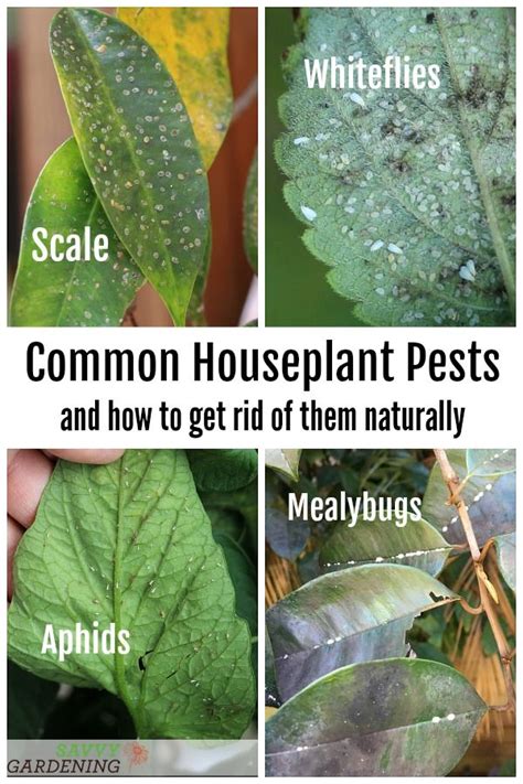 German ivy, english ivy and. Types of houseplant bugs: Who they are and what to do ...