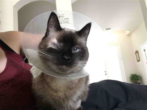 Usually doctors treat one eye at a time. Fundraiser by Jessica Souza : Eye Removal for Cat with ...