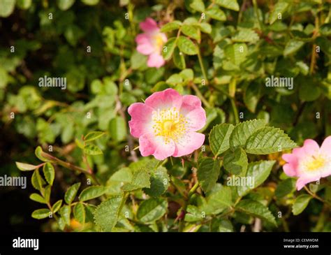 Closeup Of Pink Rosa Canina Dog Rose Flowers Stock Photo Alamy