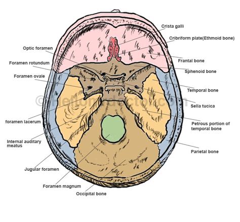 What Is Foramen Lacerum Definition Function And Pictures