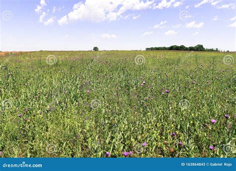 Flowery Summer Landscape Stock Image Image Of Feed 163864843