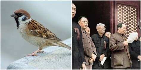 In 1958 Mao Zedong Ordered All The Sparrows To Be Killed Because They