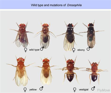 Drosophila is an interactive simulation activity that enhances the traditional fruit fly laboratory experience. FlyMove - Media Search Results