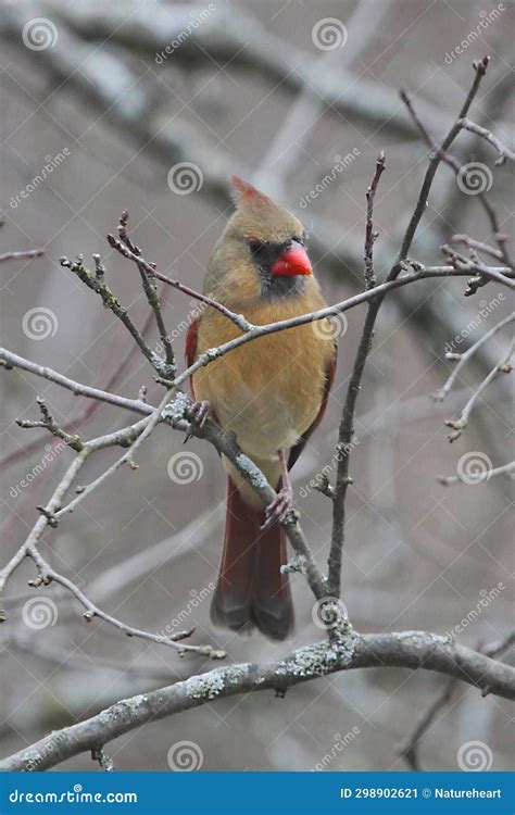 A Female Cardinal Perched On Thin Branches Cardinalis Cardinalis