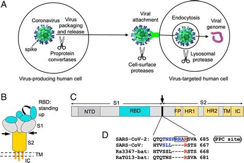 Cell Entry Mechanisms Of Sars Cov Pnas