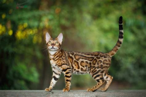 Bengalkatze Die Exotische Katzenrasse Im Portrait