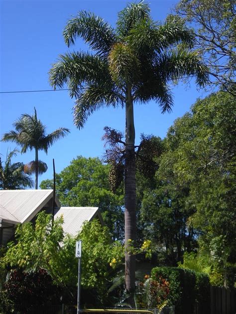 Tips For Growing Magnificent Foxtail Palms Wodyetia Bifurcata Palms