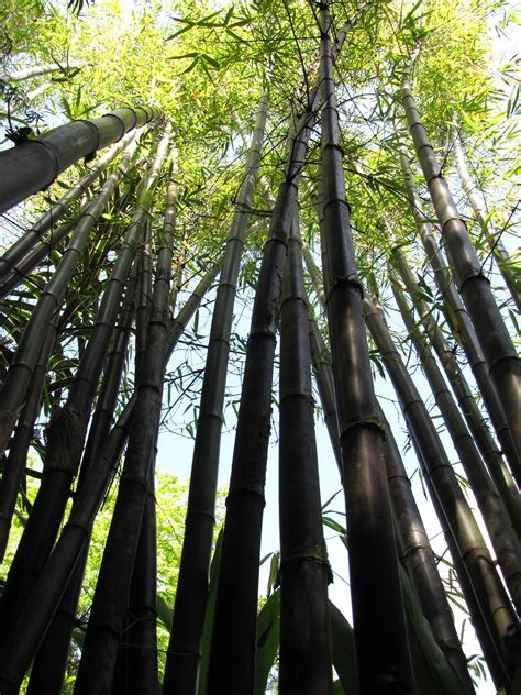Giant Black Bamboo Bambusa Lako Tropical Countries Glass Garden Art