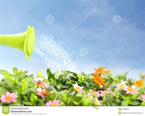 Water Pouring Watering Flower Stock Illustration Illustration Of