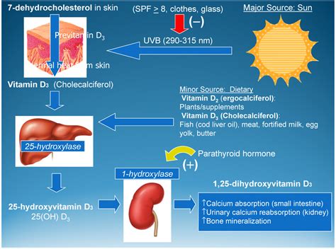 Vitamin d maintains serum calcium and phosphorus levels by regulating their absorption and excretion, and is important for bone formation. Nutrients | Free Full-Text | Vitamin D and Its Role During ...