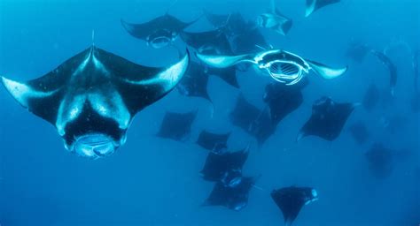 16 Top Places To Dive With Manta Rays