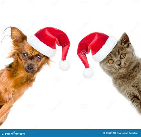 Funny Portrait Of A Cat And A Dog In Red Santa Hats Stock Photo Image