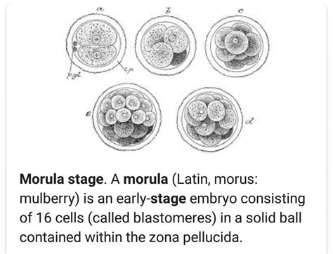 What Is Morula In Humans