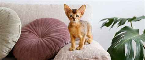 8 Small Cat Breeds That Stay Little Four Paws