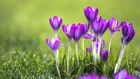 Purple Flowers On Grasses Hd Spring Wallpapers Hd Wallpapers Id 61109