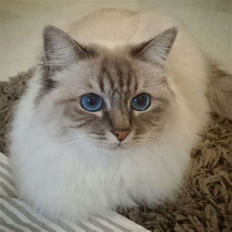 A Long Haired Praline Birman Cat Nessa Blue Eyes Cute Siamese Cats