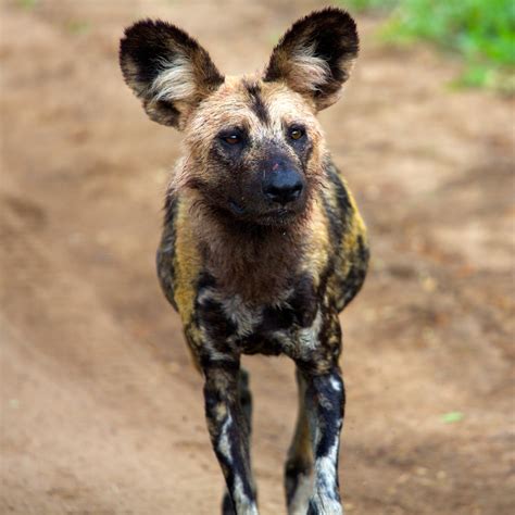 The African Wild Dog Few Facts And Photos The Wildlife