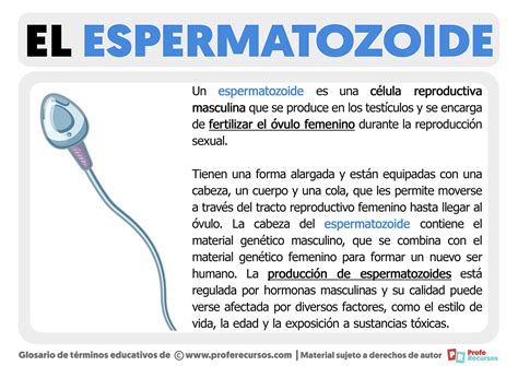 Qué es un Espermatozoide Estructura y Función