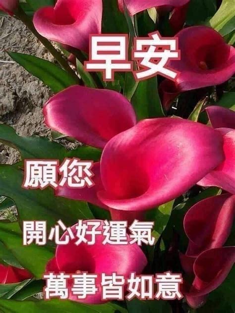 We provided beautiful images for good morning wishes, good morning messages, good morning quotes, good morning greeting cards, until good night wishes, sweet dream cards, good night messages, good night. Pin by May on Good Morning Wishes (Chinese) | Good morning ...