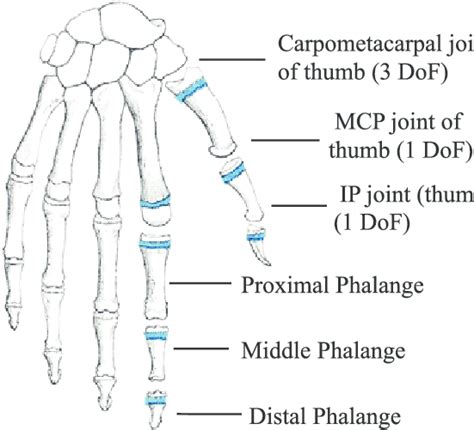 Joints Of The Human Hand Gray 1858 Download Scientific Diagram