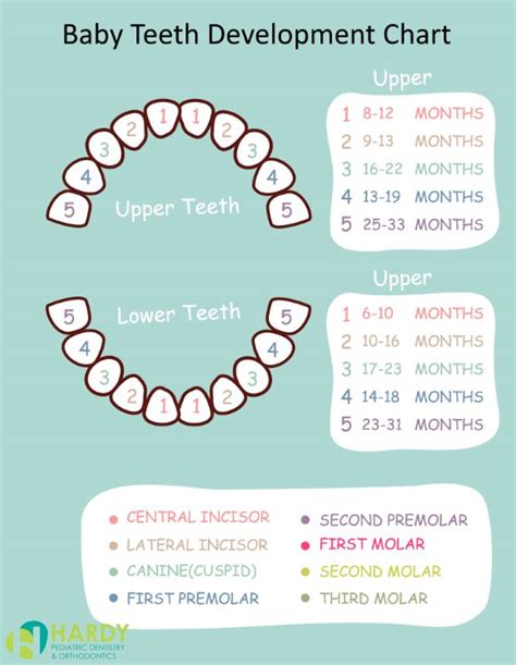 Primary Teeth Exfoliation Chart