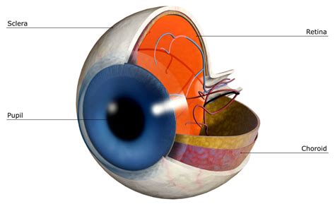 la función de la esclerótica en un ojo humano medicina básica