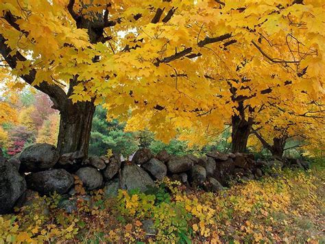 Le nozioni fondamentali per riuscire a realizzare un buon lavoro sicuro ed efficiente. Pianeta Gratis - Wallpaper e Sfondi- Alberi e Fiori - Alberi