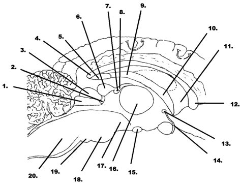 Psychology 306 L Midsagittal View Of Sheep Brain Diagram Quizlet